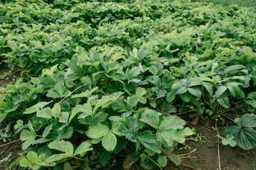 Fototapeta na wymiar Green fresh strawberry leaves. Food and vitamins concept.