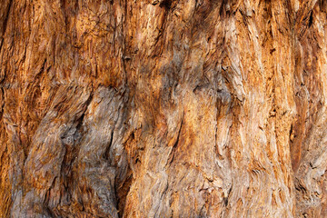 Under the bark of a Sequoia Redwood tree