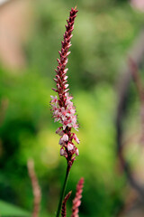 flowers in the forest