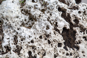 The background is made of white karst rocks with a beautiful pattern of voids in the stone. Texture backgrounds for wallpaper design graphics.