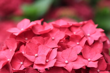 pink rose close up