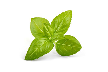 Fresh basil leaves, isolated on white background.