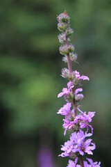 Purple flowers