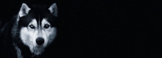 Beautiful Siberian Husky dog on black background.Banner. Copy space for text.Black and white photography © syhin_stas