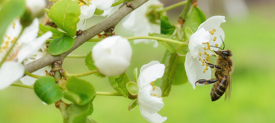 The bee sits on a flower of a bush blossoming cherry tree and pollinates him. Spring beautiful...