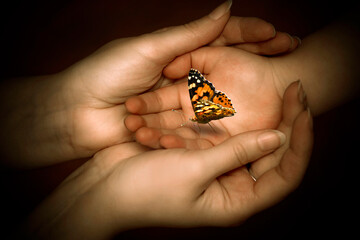  female mother hands holding child hands  in palms with butterfly like spiritual concept of transformation and freedom and tender protection, tenderness and love