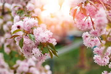 Selective focus of beautiful pink cherry blossom branches on the tree, beautiful sakura flowers in the spring season in the park, flora pattern texture, natural floral background.