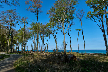 Forest near the beach (Gespensterwald Nienhagen)