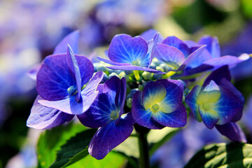 Fototapeta na wymiar blue iris flower