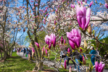 The Rochester Lilac Festival is the largest free festival where visitors can shop, hear live music, eat and explore the magnificent gardens of Highland Park.