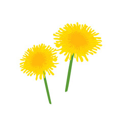 Vector illustration of yellow dandelion with green leaves