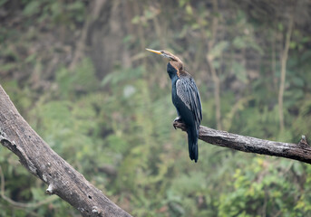 Darter Sitting on a Branch