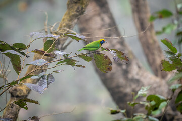 Green Leaf Bird