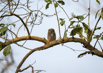 Jungle Owlet Sitting on a Branch