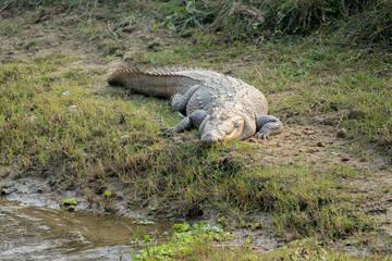 Wild Muggar Crocodile