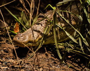 Alligator and butterfly
