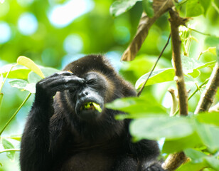 monkey