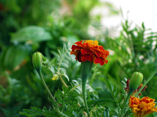 Orange Flowers from Syria