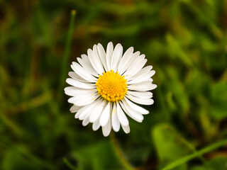 daisy in the grass garden white flower texture