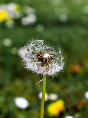 dandelion seed head flower grass garden