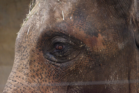 Elefantenaugen Bilder – Durchsuchen 20,885 Archivfotos, Vektorgrafiken