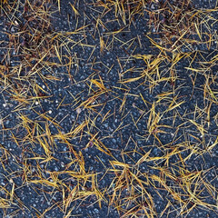 Weathered pine needles on rainy asphalt.