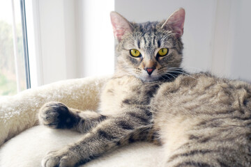 portrait of a beautiful tabby cat lying on a pillow