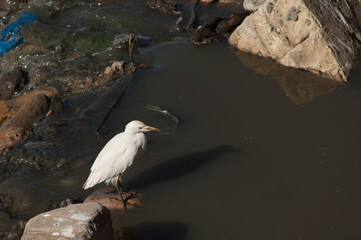 Cattle egret Bubulcus ibis in wastewater. Dakar. Senegal.