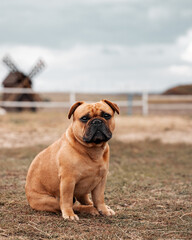 Fototapeta premium Portrait of friendly French bulldog sitting on corral for horses with old wooden mill on background