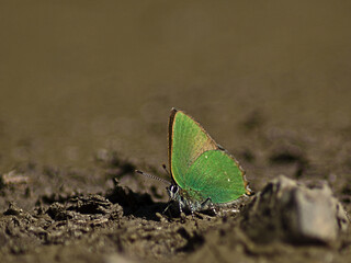 Zieleniec thistle on a gravel road.