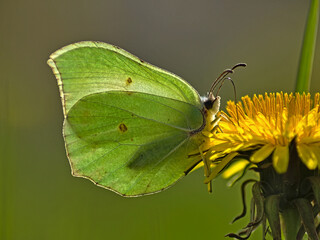 Lily of the valley lemons on dandelion flowers.