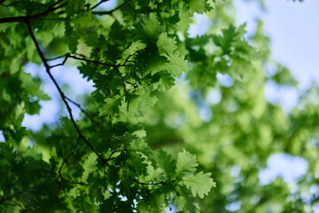 Fresh green leaves of the oak tree against a sunny cloudless sky