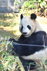 Obraz premium 上野動物園