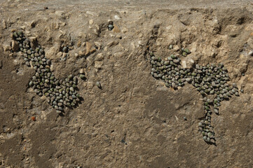 Periwinkles in the coast of Dakar. Senegal.