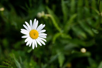 Obraz premium daisy in the garden