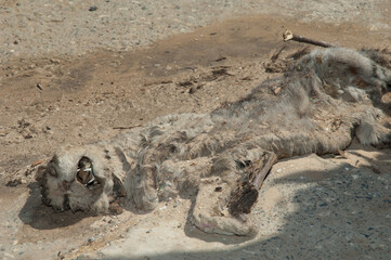 Dead cat Felis catus on the pavement. Dakar. Senegal.