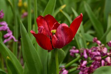 Fresh spring tulips growing in the garden