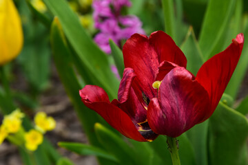Fresh spring tulips growing in the garden