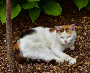 Naklejka na ściany i meble Cat resting in the garden