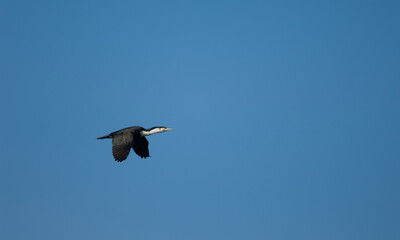Great cormorant Phalacrocorax carbo in flight. Sarpan Island. Iles de la Madeleine National Park. Dakar. Senegal.