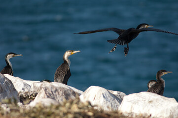Great cormorants Phalacrocorax carbo in Sarpan Island. Iles de la Madeleine National Park. Dakar. Senegal.