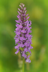 Obraz premium Vertical selective focus shot of the heath or moorland spotted orchid, Dactylorhiza maculata in a meadow