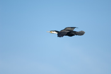 Great cormorant Phalacrocorax carbo in flight. Sarpan Island. Iles de la Madeleine National Park. Dakar. Senegal.