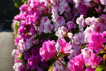 伏見桃山城運動公園のつつじ