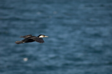 Fototapeta na wymiar Great cormorant Phalacrocorax carbo in flight. Sarpan Island. Iles de la Madeleine National Park. Dakar. Senegal.