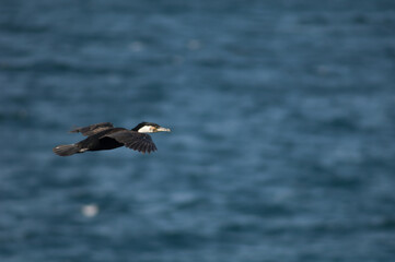 Great cormorant Phalacrocorax carbo in flight. Sarpan Island. Iles de la Madeleine National Park. Dakar. Senegal.