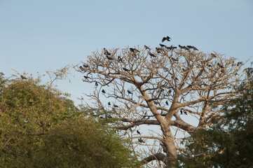 Pied crows Corvus albus on a communal roost. Dakar. Senegal.