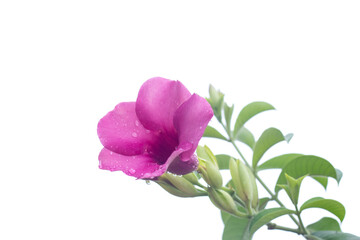 Purple allamnda or Allamanda blanchetii A.DC. bloom with drops isolated on white background.