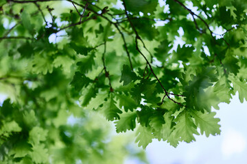Fototapeta na wymiar The green leaves of the oak tree close-up against the sky in the sunlight in the forest