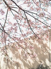 青空と春風に揺られる桜